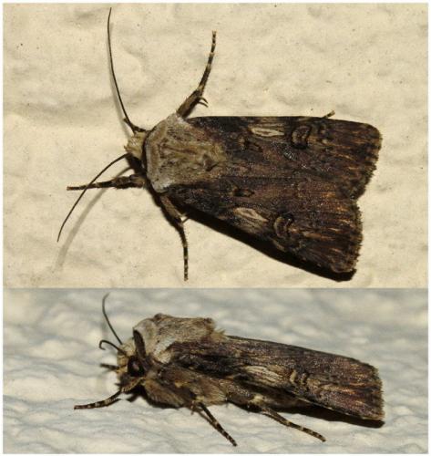 Réf. 190 298 : Agrotis puta